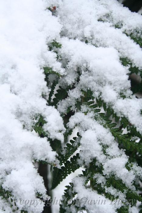 Snow on tree ferns, Sassafras IMG_7589.JPG